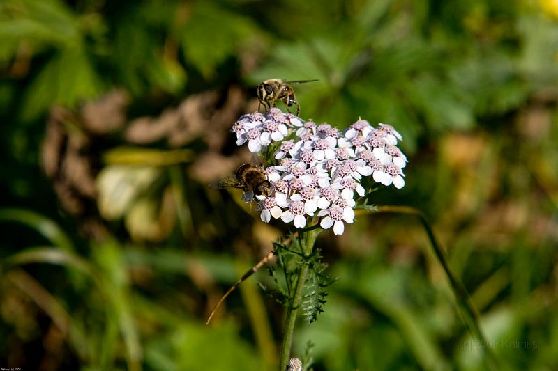 Mayrhofen 2008 (1 von 1)-56.jpg